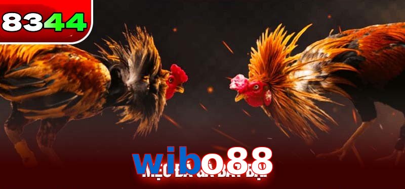 Đá gà wibo88 có sức hấp dẫn